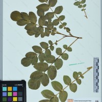 CIP 760212 herbarium