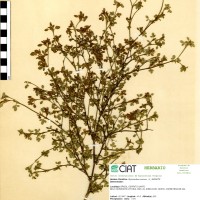 2917 herbarium