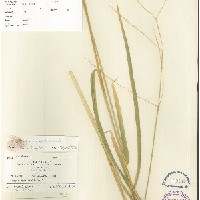 IRGC 100179 Herbarium