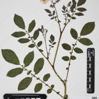 CIP 760462_HHA 6620_01.jpg