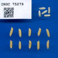 IRGC 75279 Seed Photo
