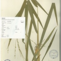 IRGC 100881 Herbarium