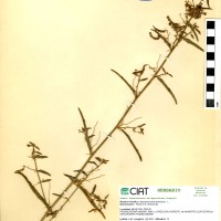 17345 herbarium