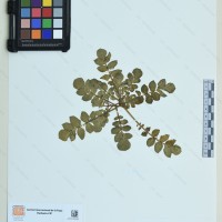 CIP 762165 herbarium