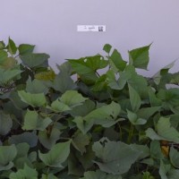 CIP 420071 (plant).jpg
