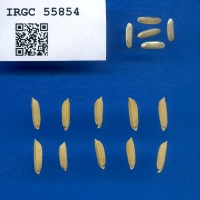 IRGC 55854 Seed Photo