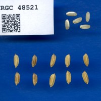 IRGC 48521 Seed Photo