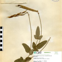 21235 herbarium