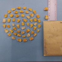 CIMMYTMA 7416 - Reference inventory.jpg