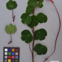 CIP 203074 Herbarium