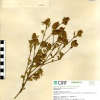11096 herbarium