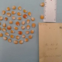 CIMMYTMA 6149 - Reference Inventory.jpg