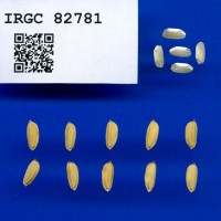 IRGC 82781 Seed Photo