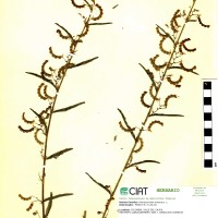 7400 herbarium