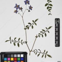 CIP 762915_SSTH 7397_09.jpg