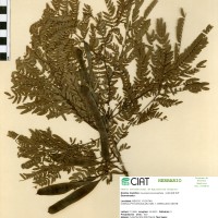 9383 herbarium