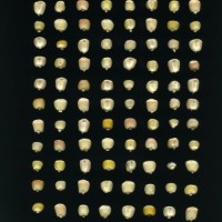 CIMMYTMA 211 GUER 146 PV22A-1903-157 K839 _compress.jpg