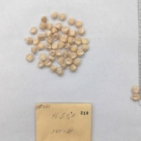 CIMMYTMA 210 - Reference Inventory.jpg