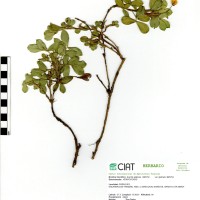 9095 herbarium