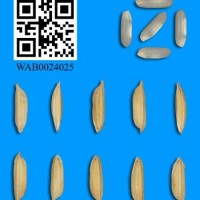 WAB0024025.jpg