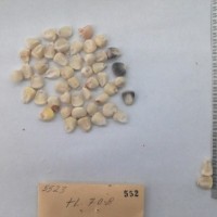 CIMMYTMA 552 - Reference Inventory.jpg