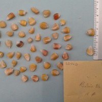 CIMMYTMA 5346 - Reference Inventory.jpg