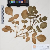 CIP 761454_OCH 12091_02.jpg