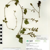 21325 herbarium