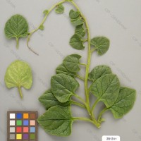 CIP 201311 Herbarium