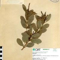 9198 herbarium