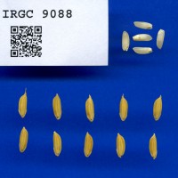 IRGC 9088 Seed Photo