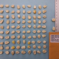 CIMMYTMA 16312 - Reference Inventory.jpg