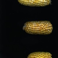 CIMMYTMA 17064 PERU 474 TC22U-2903-135 E1.jpg