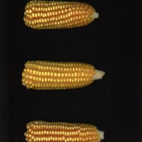 CIMMYTMA 1310 HAITA 29 AF21A 0903 88 E11220 _compress.jpg