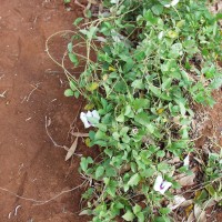 Centrosema plumieri 203 flower.JPG