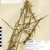 26248 herbarium