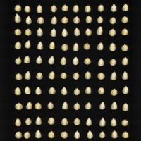 CIMMYTMA 21619 PAZM 09042 AF23A-0903-102 K.jpg