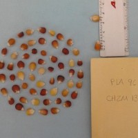 CIMMYTMA 18728 - Reference Inventory.jpg