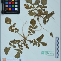 CIP 761404 herbarium