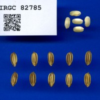 IRGC 82785 Seed Photo