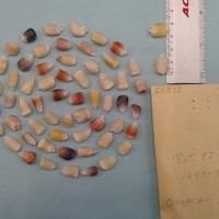 CIMMYTMA 6083 - Reference Inventory.jpg