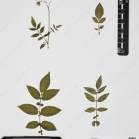 CIP 760438_HHA 6540_03.jpg