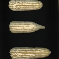 CIMMYTMA 679 VERA 44 AF18A-0903-44 E.jpg