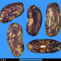 G4572 seed.jpg