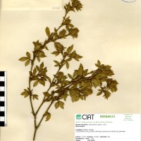 11628 herbarium
