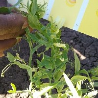 095056(Lathyrus ochrus5293).jpg