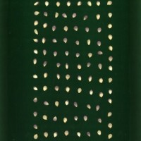 CIMMYTMA 26632 ARZM 05 080 AF19A-0903-172 K.jpg