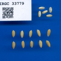 IRGC 33779 Seed Photo