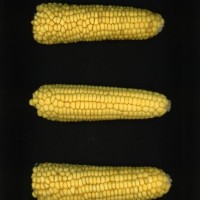 CIMMYTMA 19033 PAZM 07043 AF18A-0903-161 E.jpg