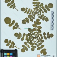 CIP 760465 herbarium